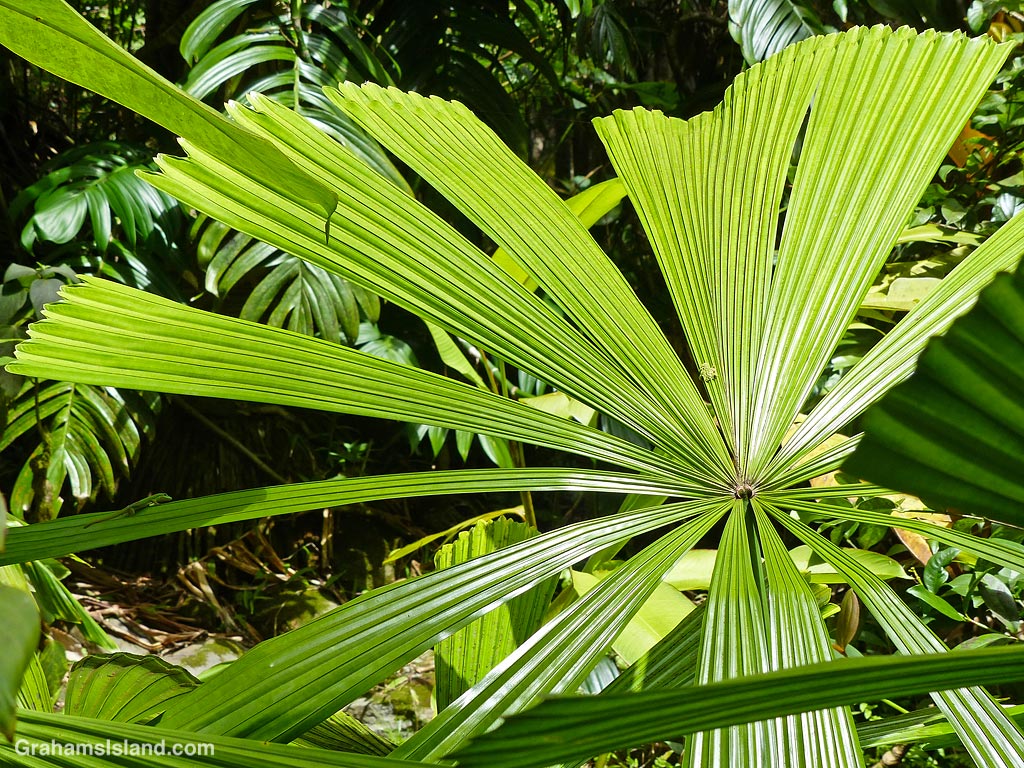Foliage at Hawaii Tropical Bioreserve and Garden