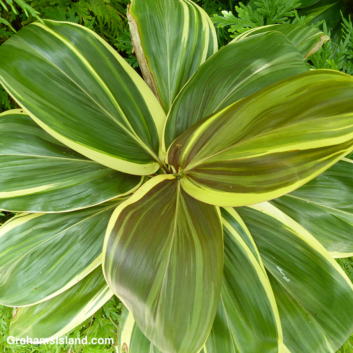 Foliage at Hawaii Tropical Bioreserve and Garden