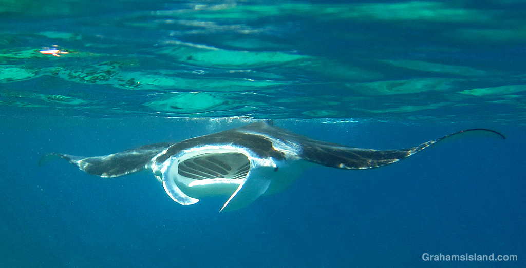 A manta ray swims in the waters off Hawaii