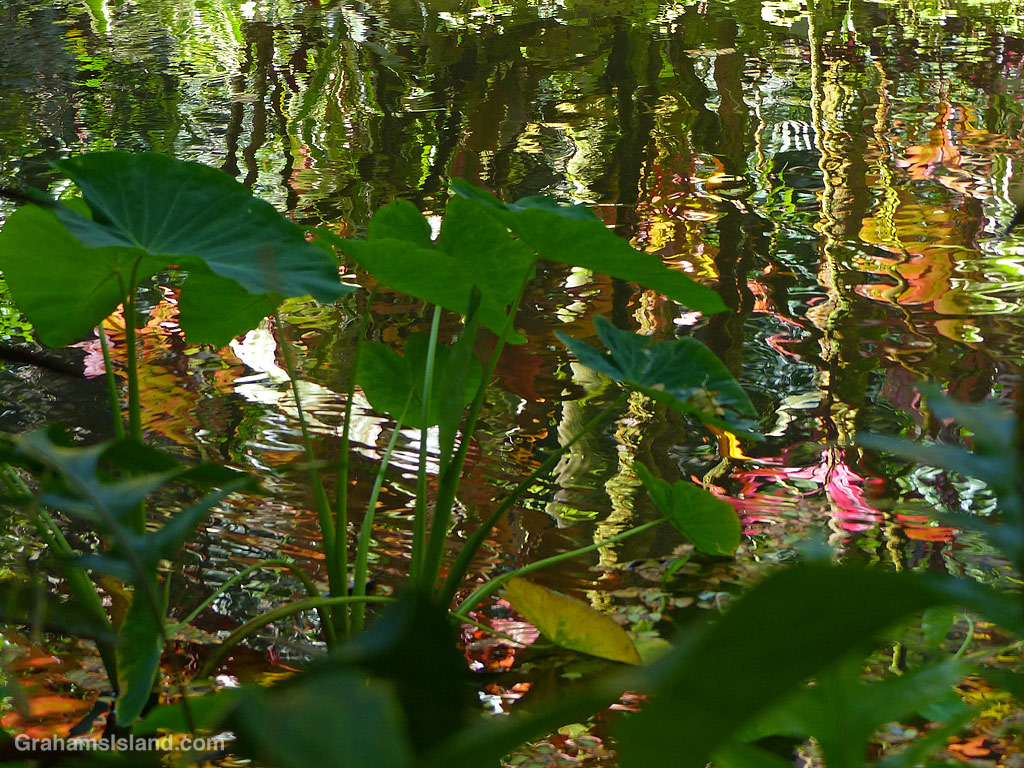 Reflections in Lily Lake at Hawaii Tropical Bioreserve and Garden