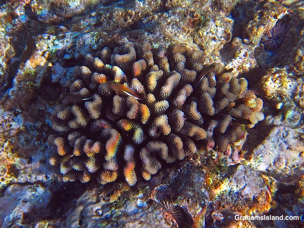 Arc-eye Hawkfishes wait in a head of cauliflower coral in Hawaii.
