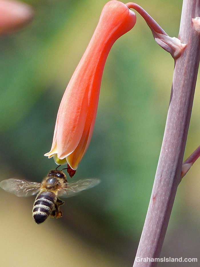 A bee flies to a Japanese Aloe flower