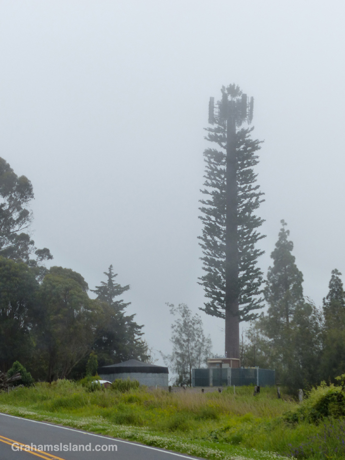 A cell phone tower disguised as a tree in Hawaii