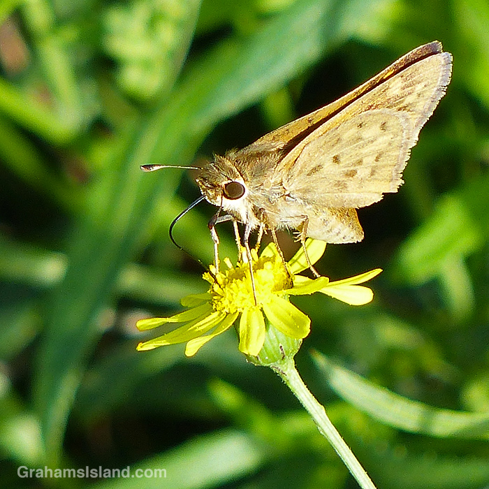 A Fiery Skipper butterfly feeds on Madagascar Ragwort flower