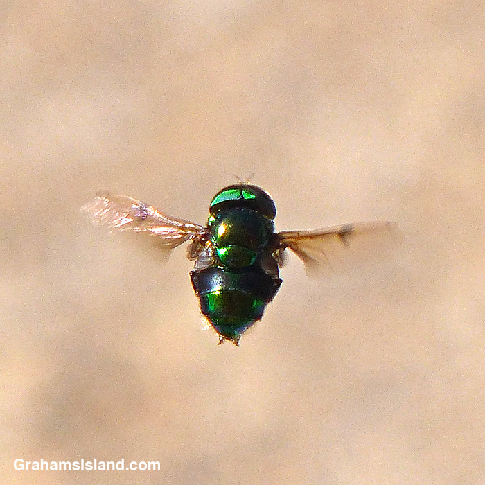 A Green Hover Fly in Hawaii