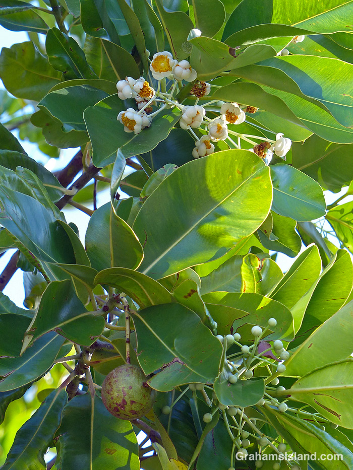 A Kamani flower and fruit in Hawaii