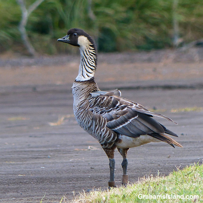A nene goose with a tracking device on its back in Hawaiii