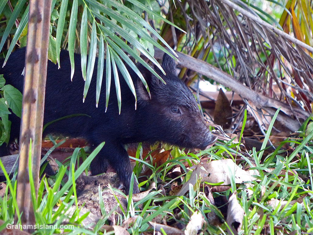 Wild piglets in Hawaii