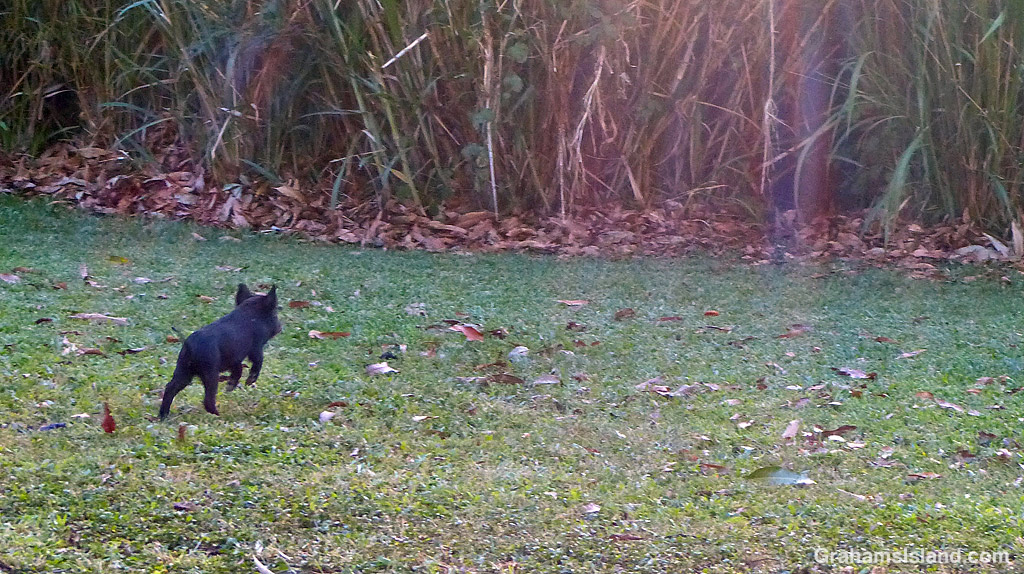 Wild piglets in Hawaii