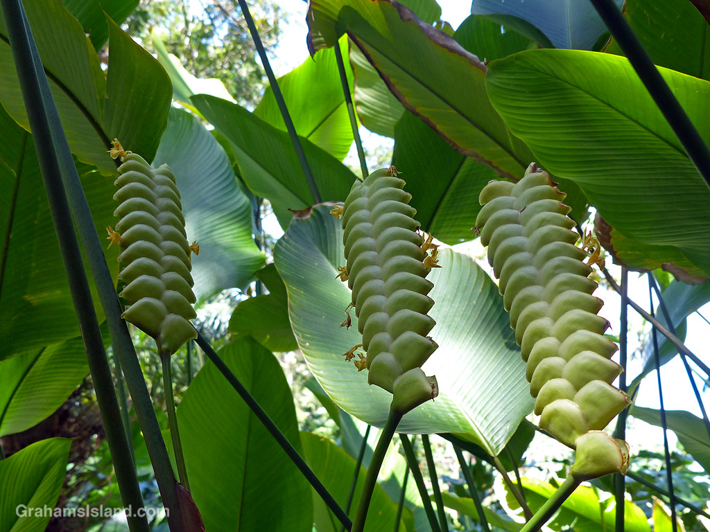 Rattlesnake plant (Calathea Crotalifera) at Hawai’i Tropical Bioreserve & Garden