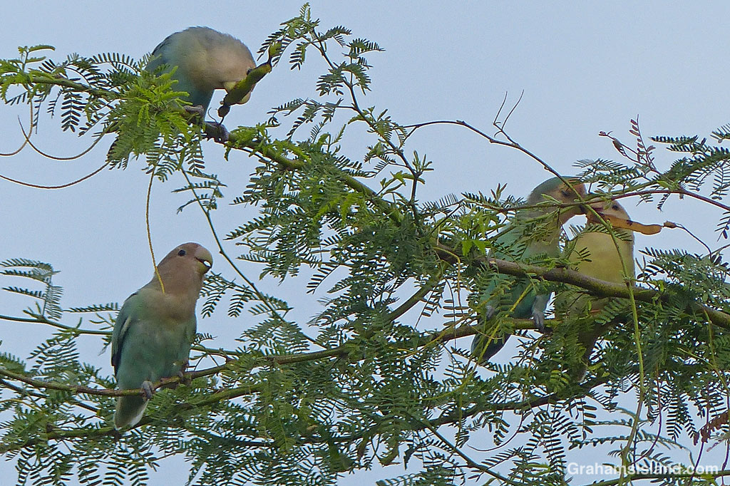 Rosy-faced lovebirds in Hawaii