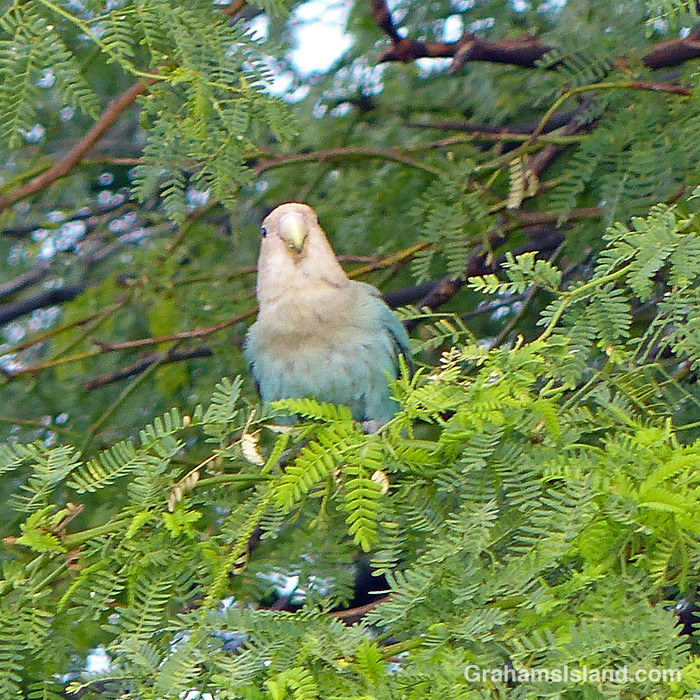 Rosy-faced lovebirds in Hawaii