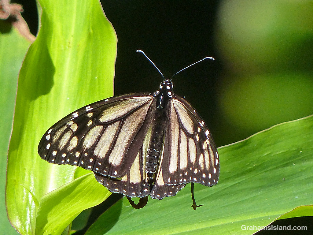 A White Monarch Butterfly which can be found in parts of Hawaii
