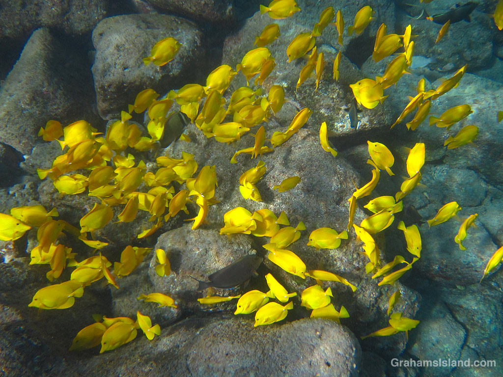 Yellow tangs swim in the waters off Hawaii