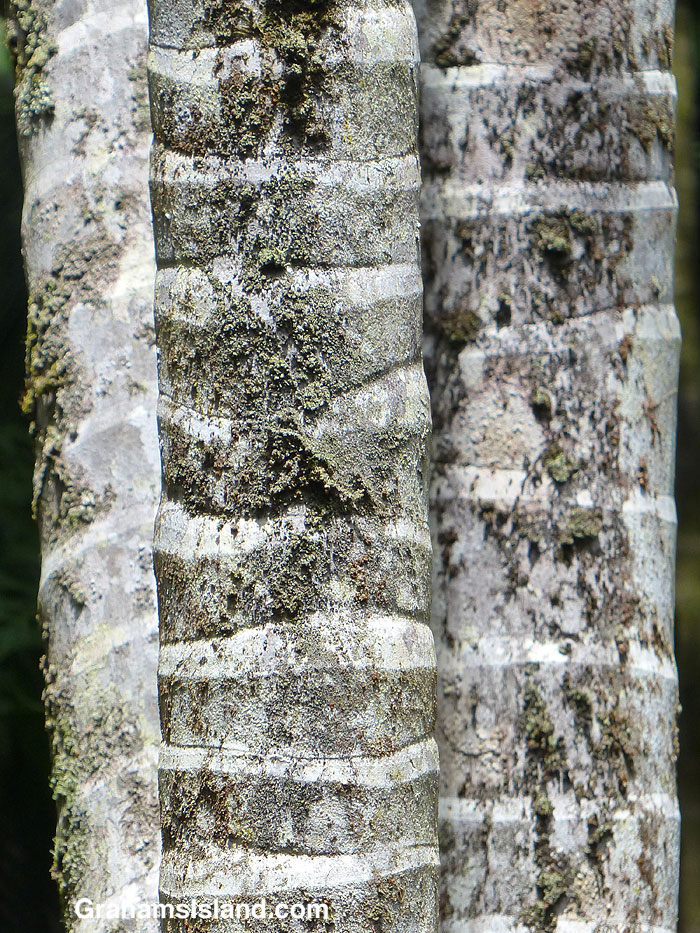A close up of three palm tree trunks