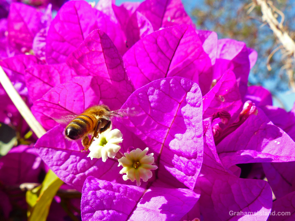 A Bee approaches a purple bougainvillea