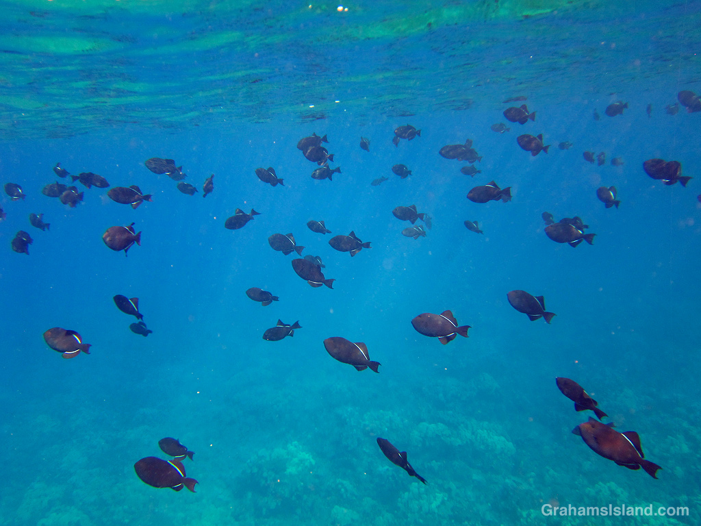 A Black Triggerfish school of Hawaii