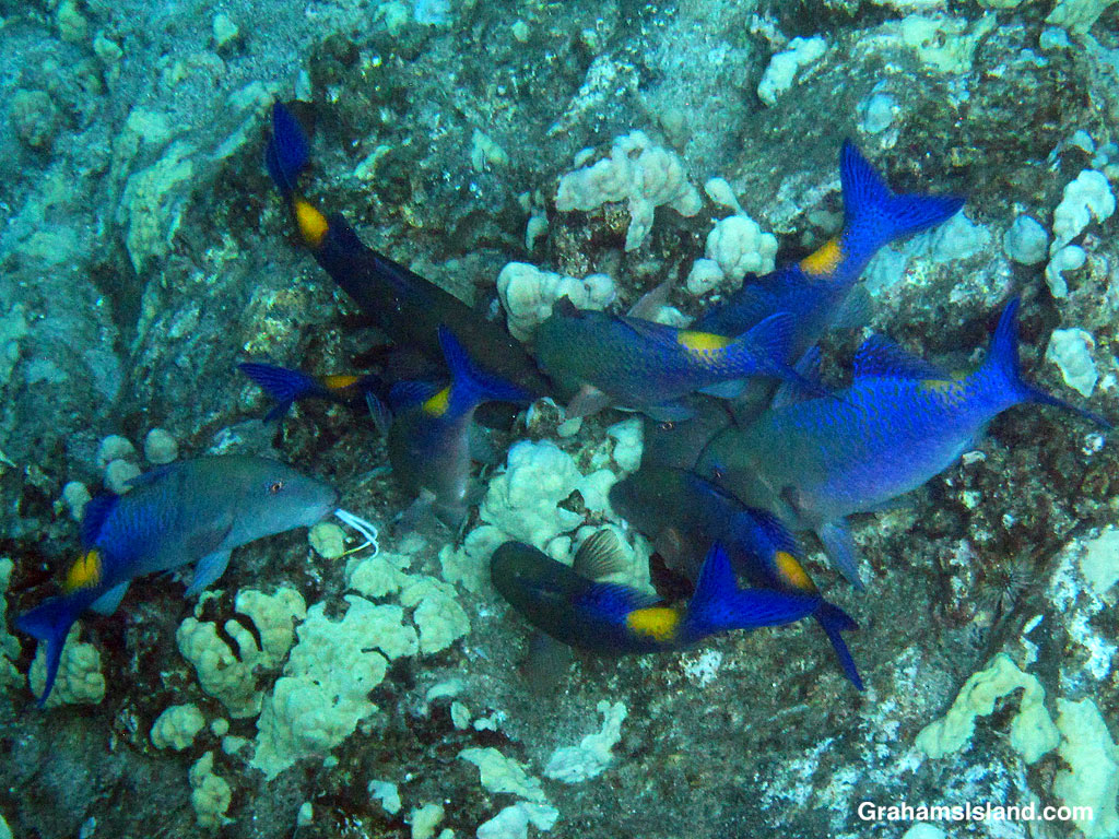 Blue Goatfishes hunt in the waters off Hawaii