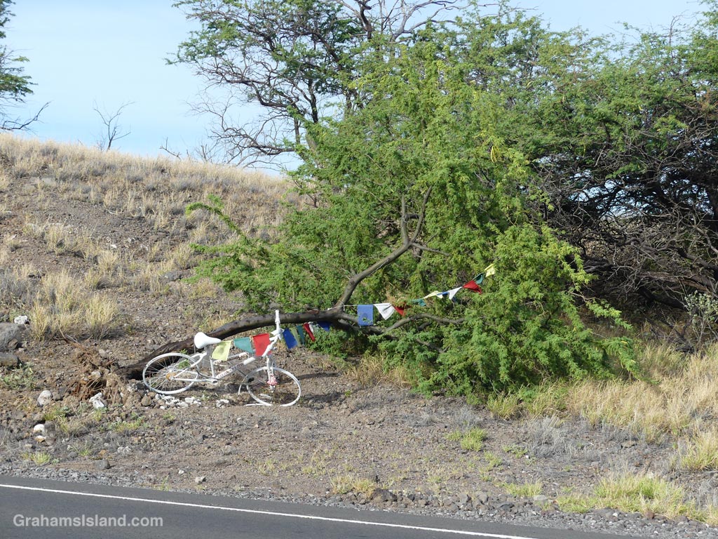 A ghost bike attached to a fallen tree in Hawaii
