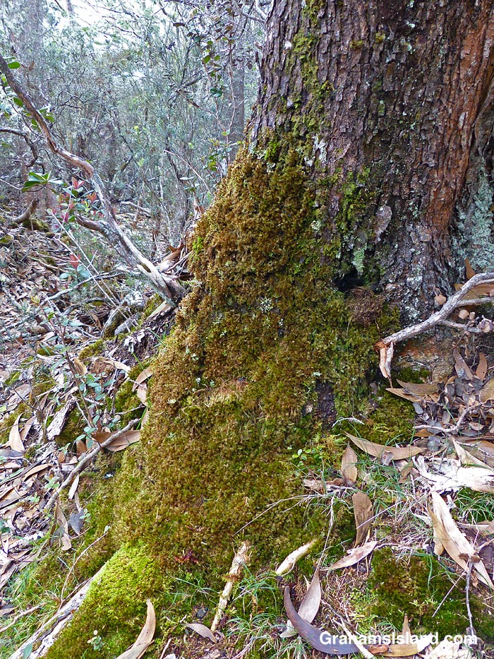 Moss grows on a tree on a trail in Hawaii