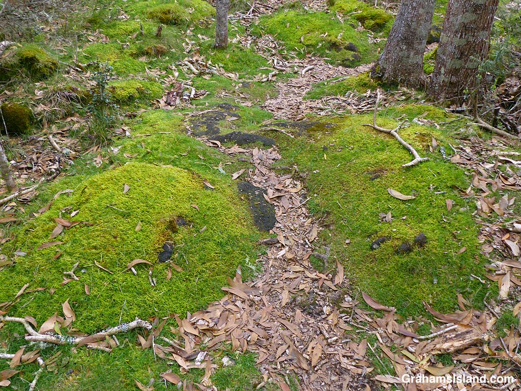 Moss grows on a trail in Hawaii