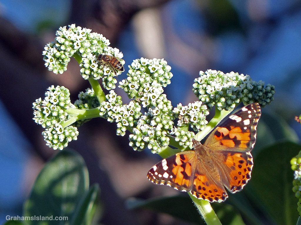 A Painted Lady Butterfly and a bee forage on tree heliotrope flowers in Hawaii