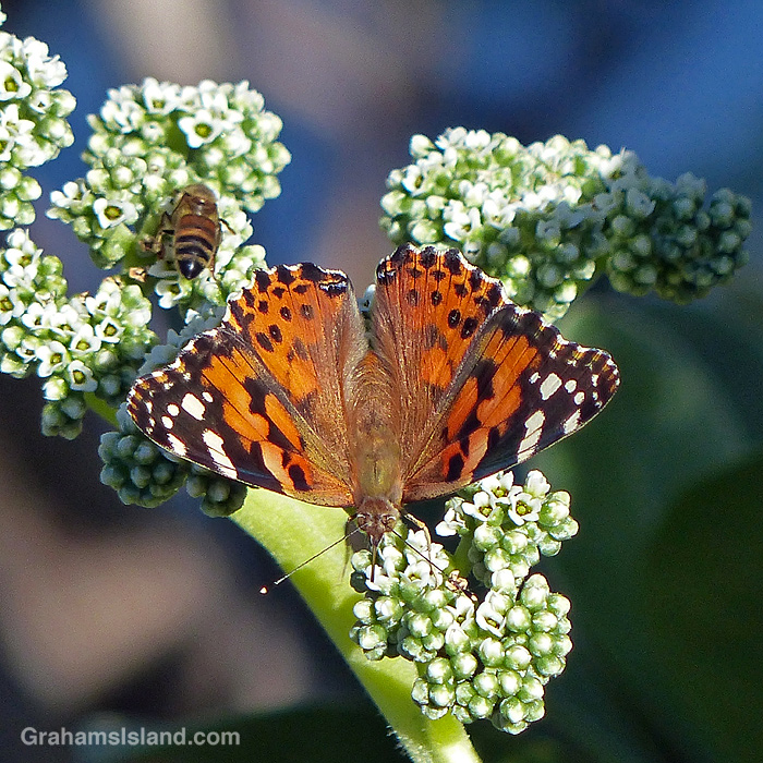 A Painted Lady Butterfly and a bee forage on tree heliotrope flowers in Hawaii