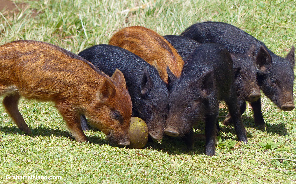 Piglets wrestle for a mango