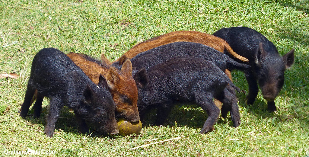 How to play pigball | Graham's Island