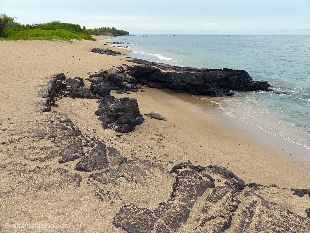 A green turtle on a beach in Hawaii