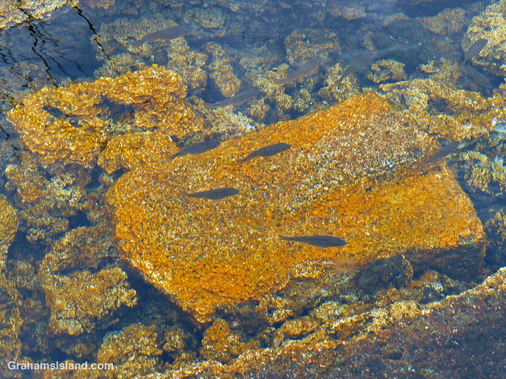 Fish in the golden pools of Keawaiki in Hawaii