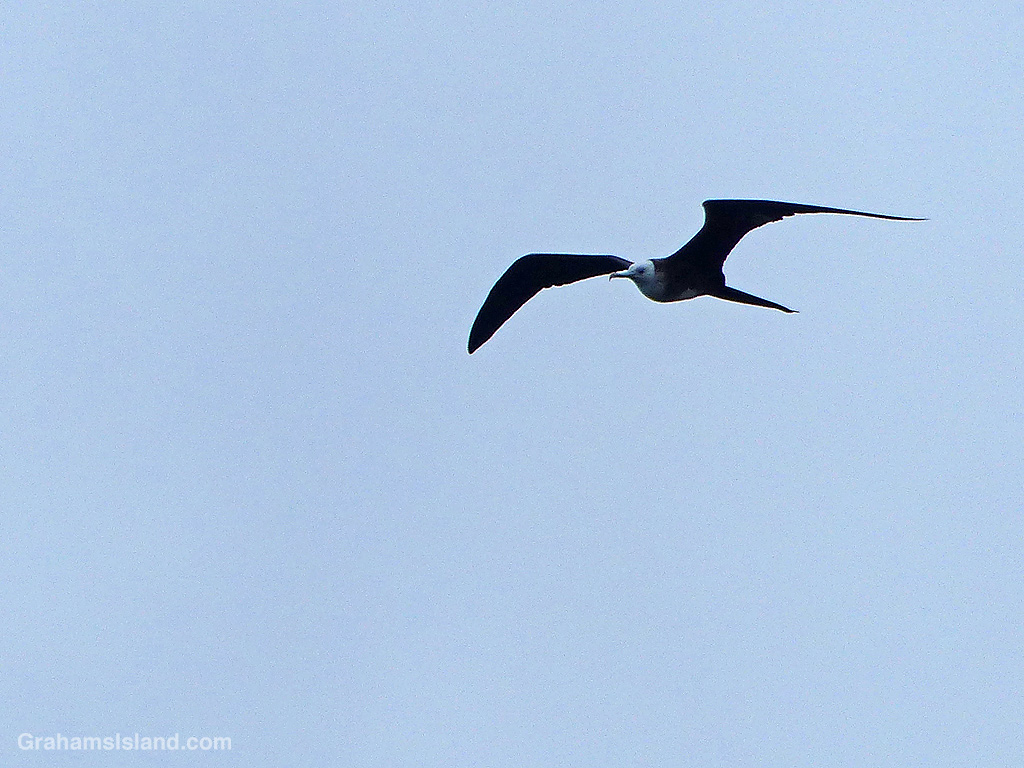 A Great Frigatebird flies in Hawaii