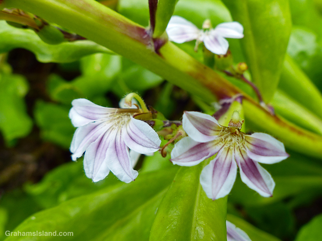 Beach Naupaka flowers in bloom in Hawaii