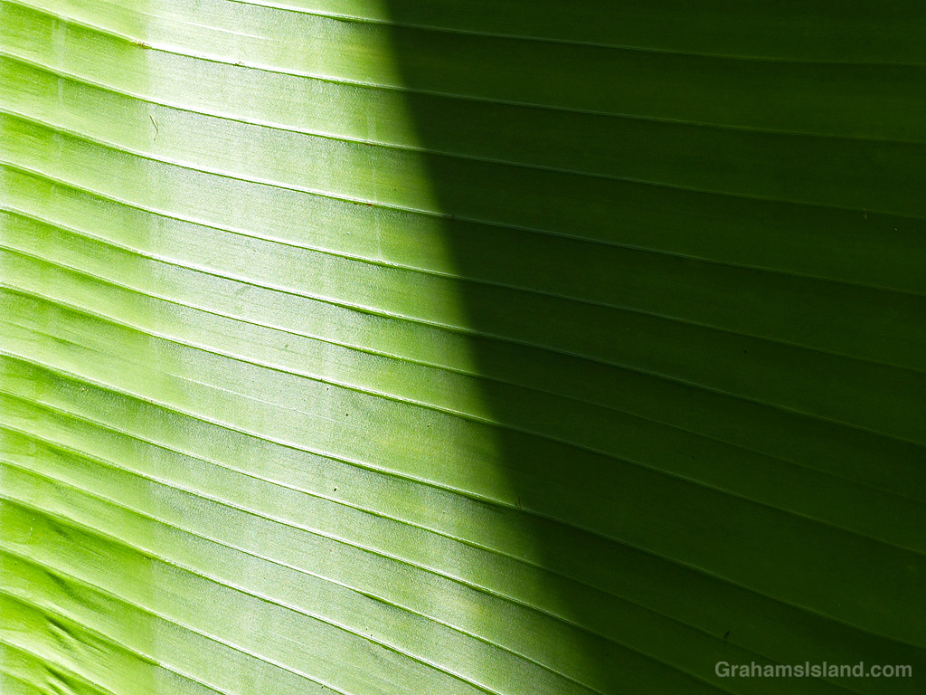 Light and shadow on the veins of a heliconia leaf