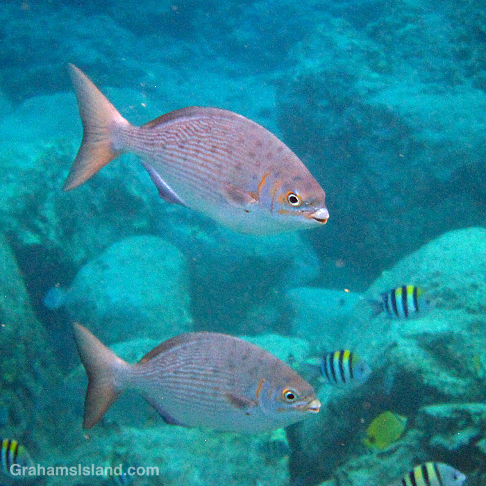 A pair of brassy chubs in the waters off Hawaii