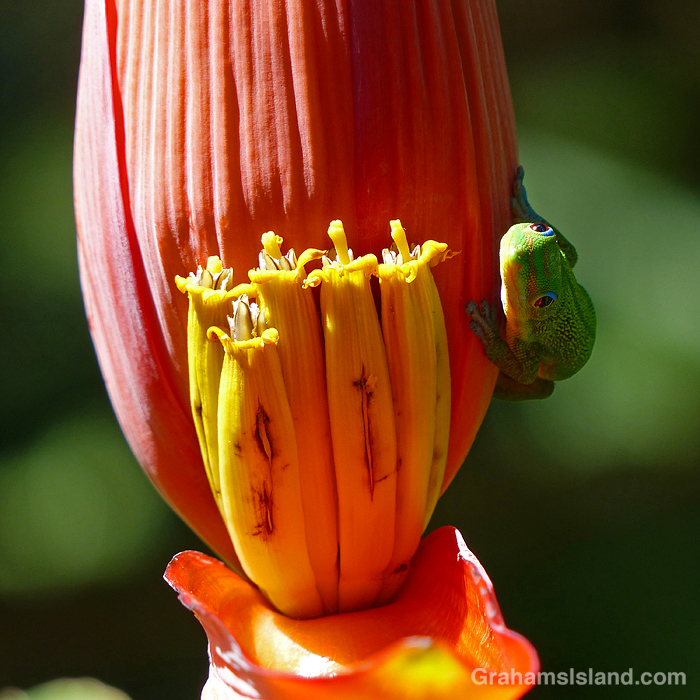 A gold dust day gecko on a banana flower in Hawaii
