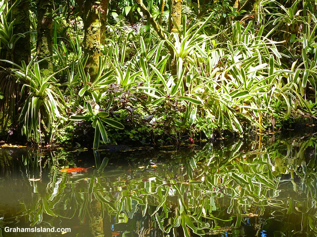Foliage reflected in the lake at at Hawaii Tropical Bioreserve and Garden