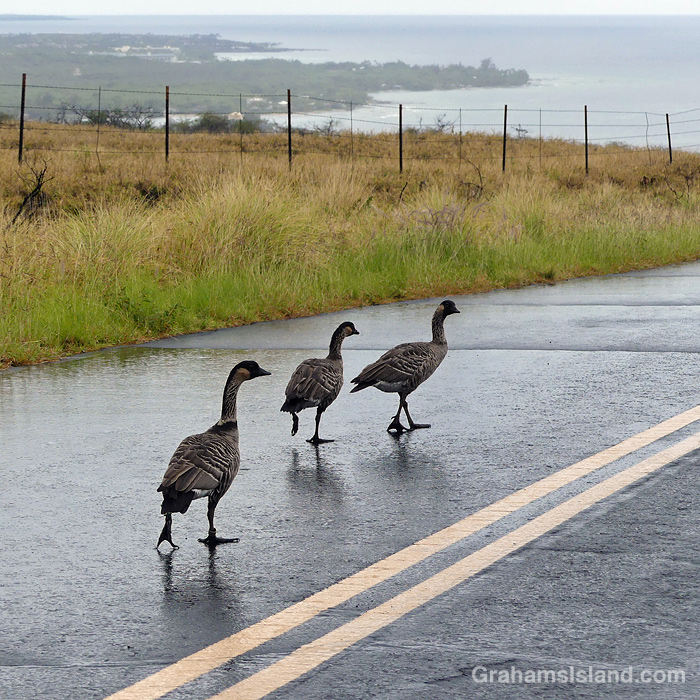 Three nenes on a rainy road in Hawaii
