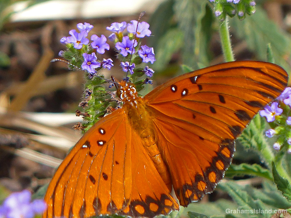 A Passion Vine Butterfly on Blue Heliotrope