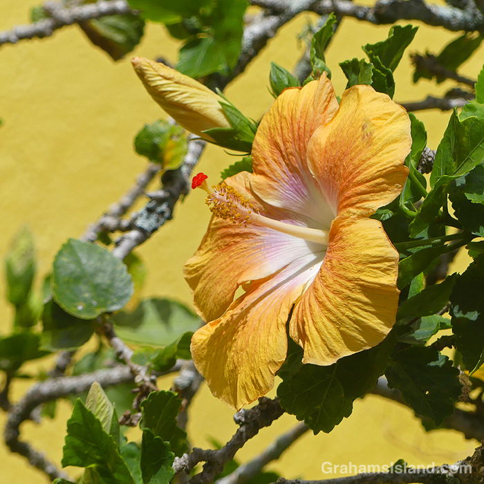 A peach colored hibiscus flower in Hawaii