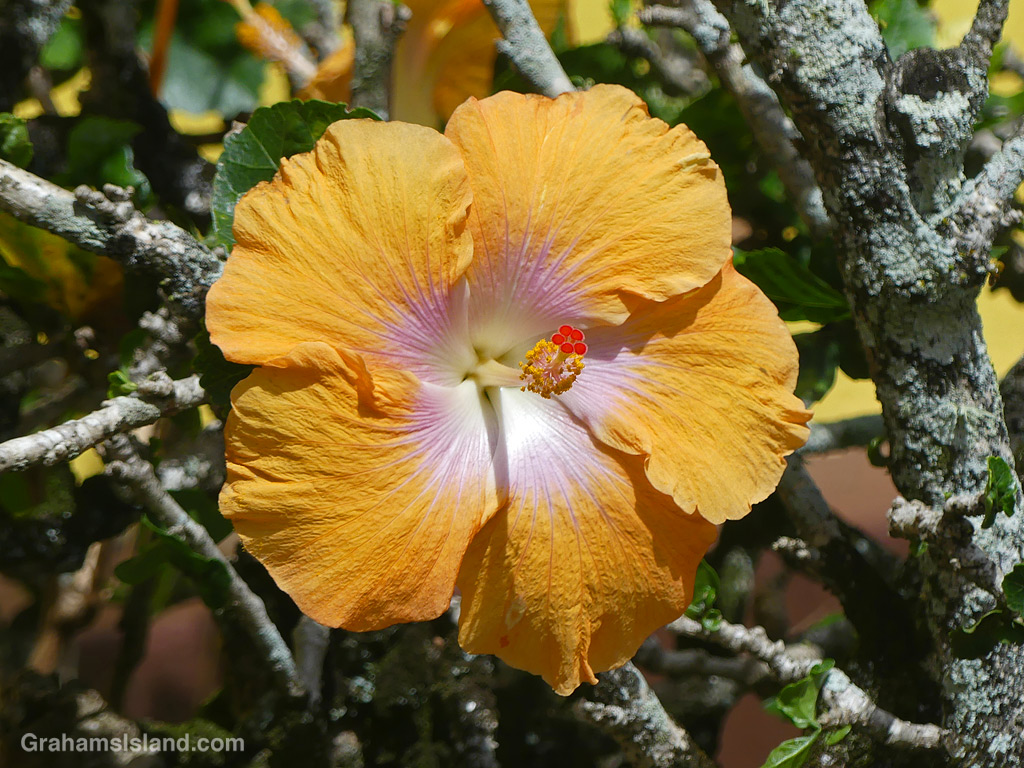 Peach Colored Hibiscus