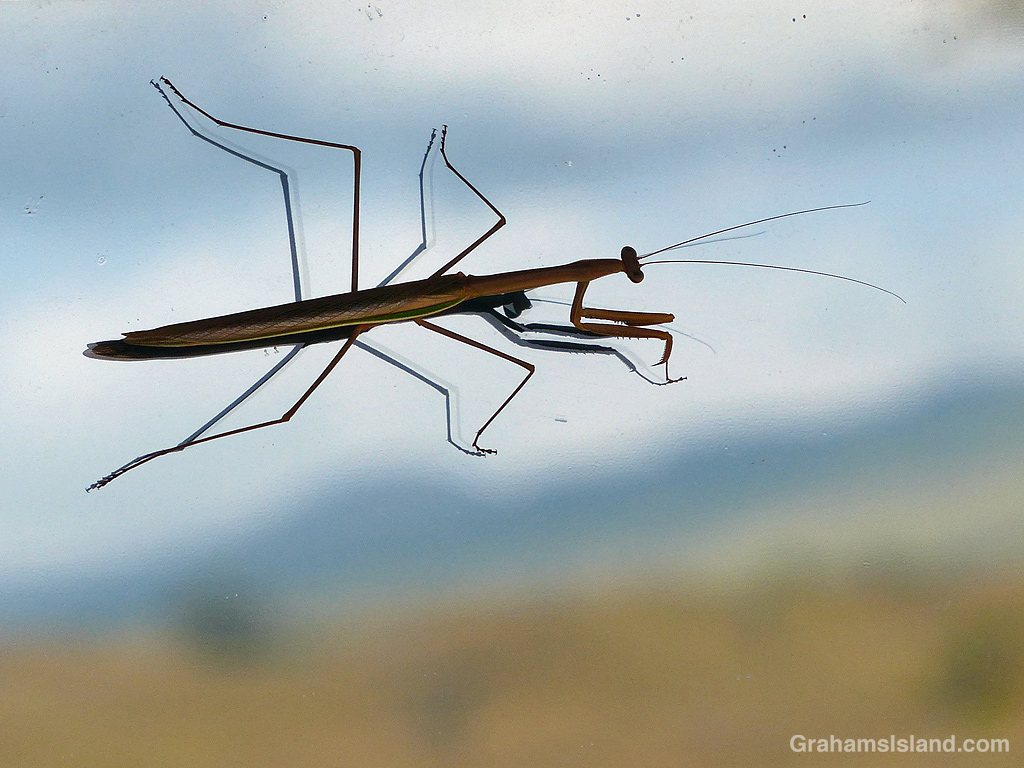 A praying mantis on a window in Hawaii