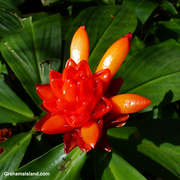 A red ginger at Hawaii Tropical Bioreserve and Garden
