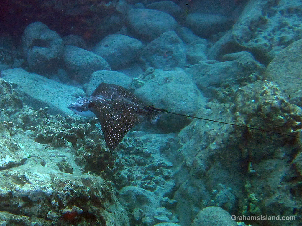 A Spotted Eagle ray in the waters off Hawaii