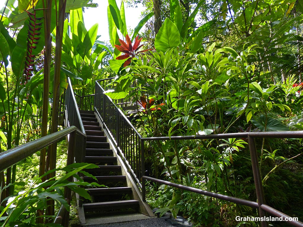Foliage surrounds stairs at Hawaii Tropical Bioreserve and Garden