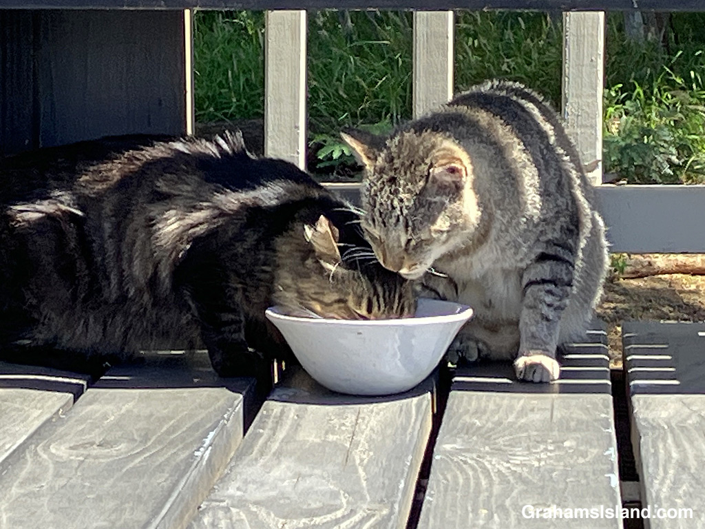 Two cats squabble at a food bowl in Hawaii