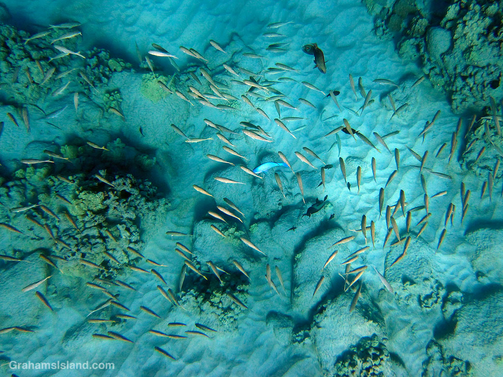 Goatfishes congregate over a sandy bottom in Hawaii