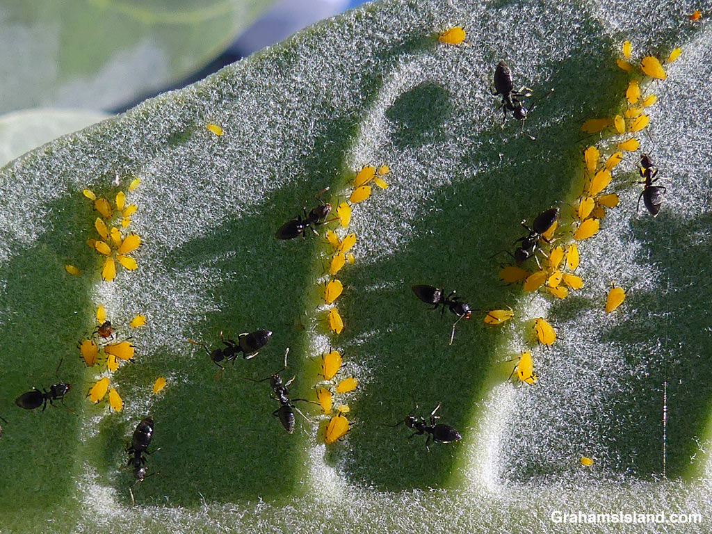 Ants and aphids on an a Hawaiian Crown Flower
