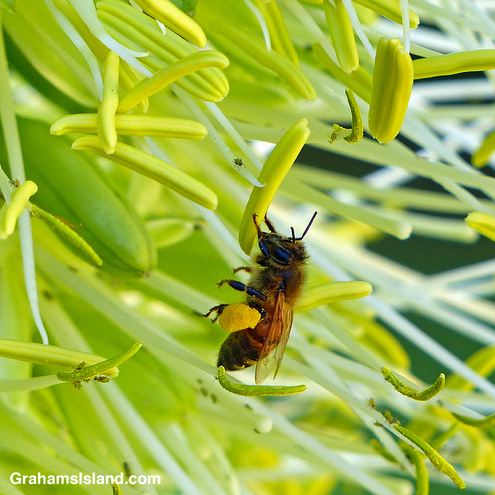A Bee on an agave attenuata flower