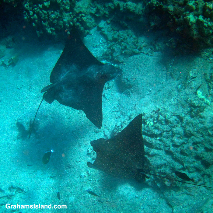 two spotted eagle rays hunting in the waters off Hawaii